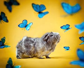 Guinea pig among butterflies by Marloes van Antwerpen