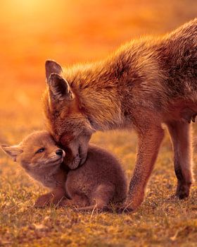 Intimer Moment zwischen Mutter Fox und ihrem Jungen bei Sonnenuntergang