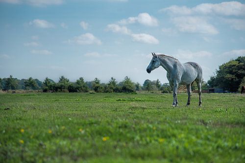 Wit paard op de Veluwe