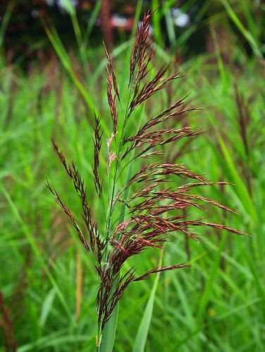 Herbe riveraine
