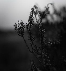 black and white flora by Mats van Leuken