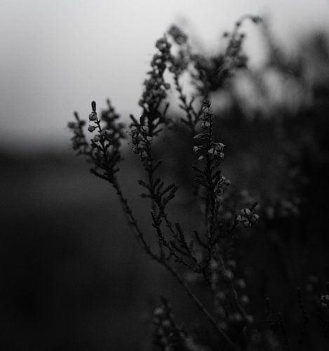 black and white flora