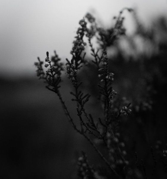 la flore en noir et blanc par Mats van Leuken