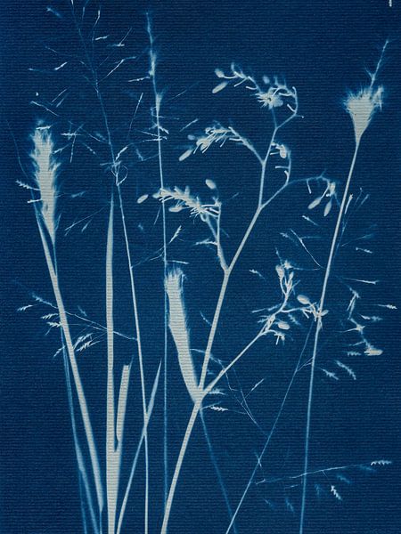 Echoes of the Field by Piret Victoria Ribas Art & Photography