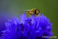 Bee on Cornflower
