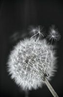 Lose Flusen Löwenzahn