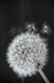 Lose Flusen Löwenzahn