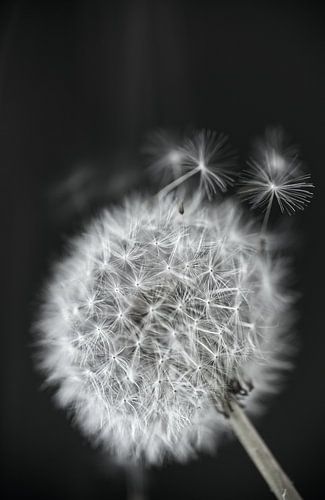 Lose Flusen Löwenzahn