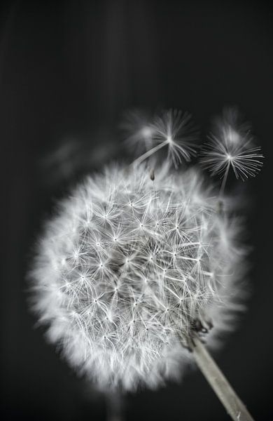 Lose Flusen Löwenzahn von Inge Groters