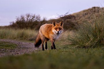 Fox in the Amsterdam Water Supply Dunes in the Netherlands by Franca Gielen