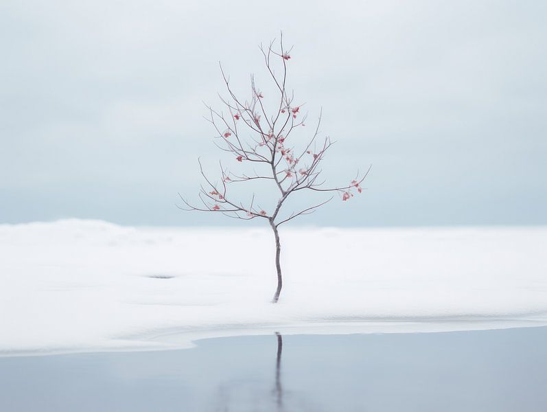 Winter minimalism by Eva Lee