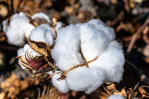 Cotton plant in final phase