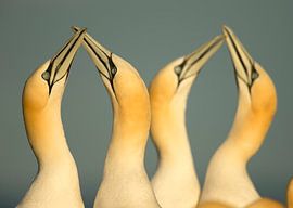 Fous de Bassan (Morus bassanus) sur Beschermingswerk voor aan uw muur