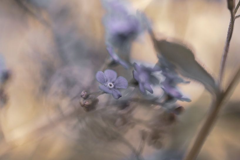 Blumen Teil 92 von Tania Perneel