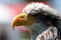 american sea eagle van Rick Nijman thumbnail