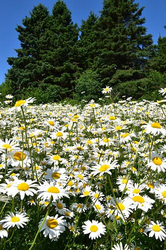 Een gebied van madeliefjes in bloei
