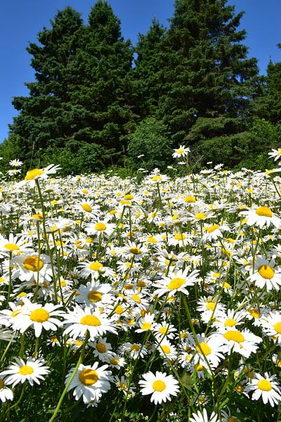 An area of daisies in bloom by Claude Laprise