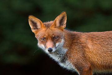 Vlaardingen fox by Vincent Verkuil