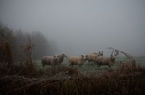 Schapen van Johan Vet