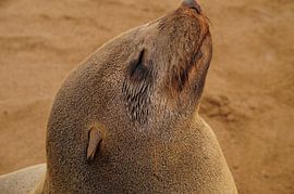 Neus in de wind by Erna Haarsma-Hoogterp