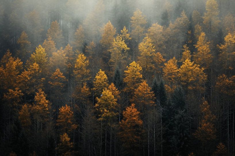Romantischer Herbstwald von fernlichtsicht