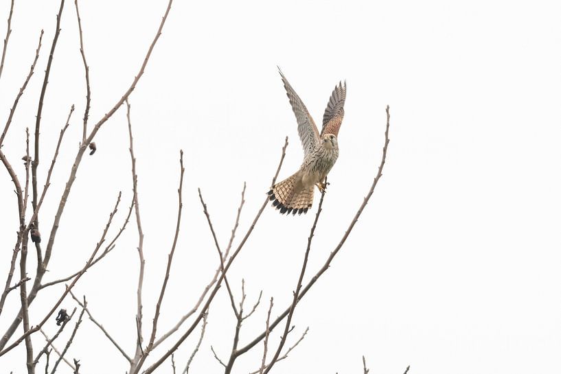 Kestrel in the tree by Merijn Loch
