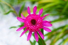 Magenta echinacea in soft light