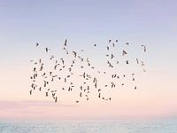 Sunset Flight