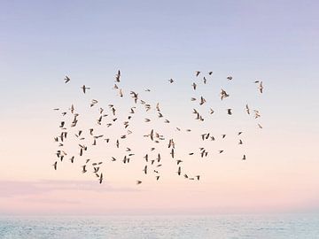 Flug in den Sonnenuntergang von Kathrin Pienaar