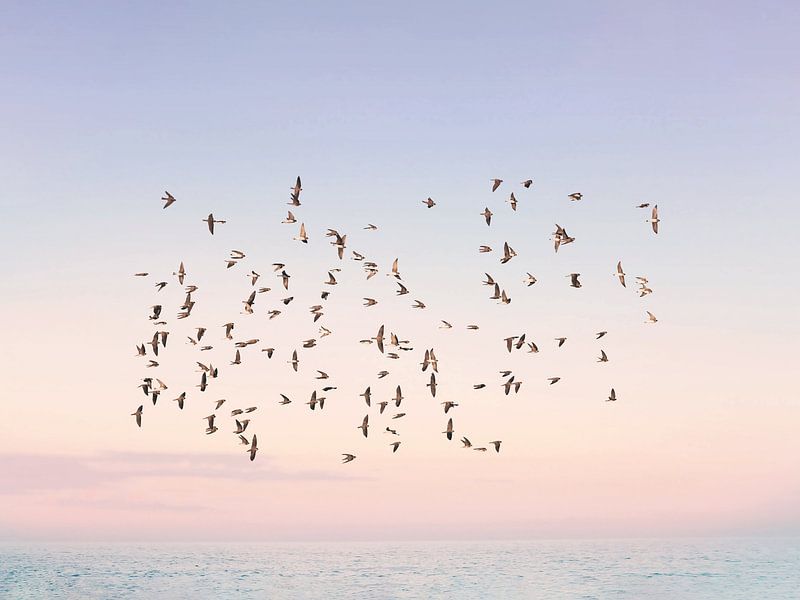 Sunset Flight by Kathrin Pienaar