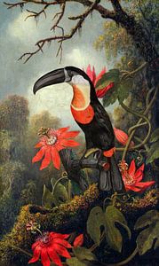 Passionflowers and the Toucan