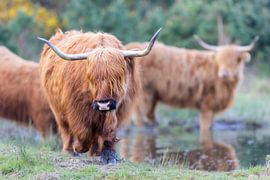 Schlamm, Muskeln und Horn von seems.photography