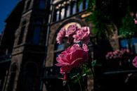 Roze bloemen met prachtige achtergrondgevel  von Jolien Luyten Miniaturansicht