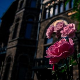 Roze bloemen met prachtige achtergrondgevel  sur Jolien Luyten