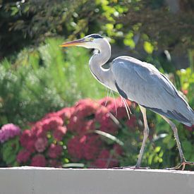 Reiger op rand van een brug van André Muller