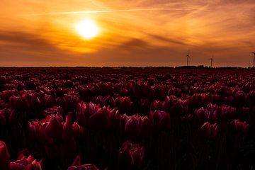 Tulip fields, Bulb fields in the Netherlands at sunset by Gert Hilbink