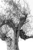Olive tree in Black and White.