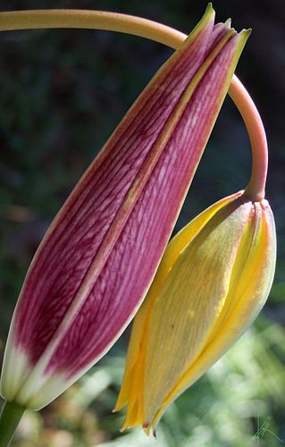 Tedere omhelzing - H. Fischer