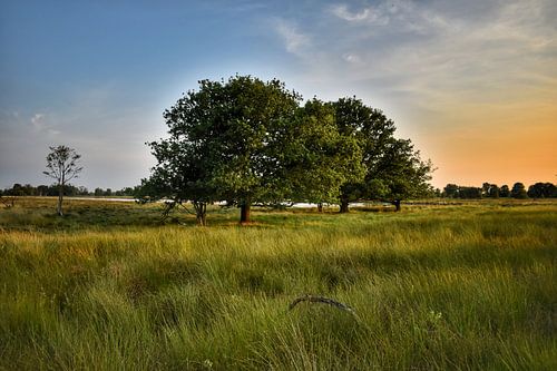 Lentegroene bomen in het Bargerveen