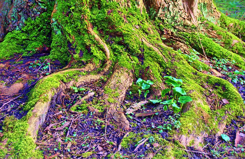 Racine d'arbre par Edgar Schermaul