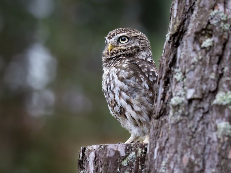 Een portret van de kleine uil van Teresa Bauer
