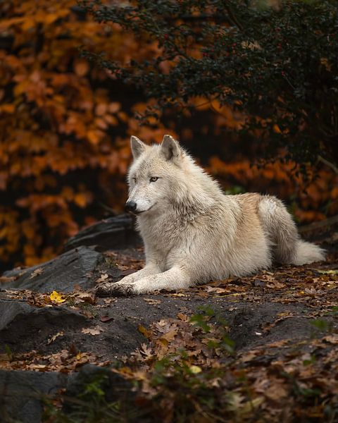 Le loup en automne par Patrick van Bakkum