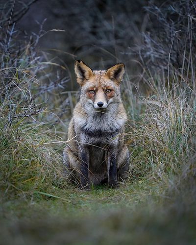 Fox in winter plumage