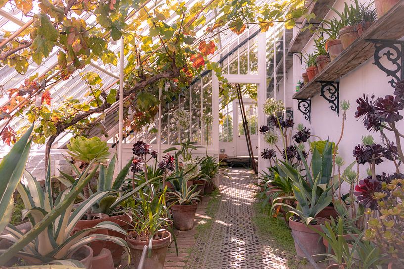 English Plants greenhouse by Esther Faber