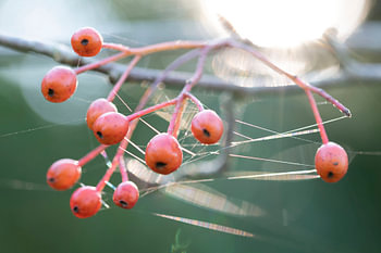 Rowan mit Spinnennetz