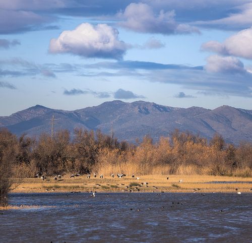 Wunderschöne Feuchtgebietslandschaft in den Aiguamolls d’'m Empordà, Katalonien