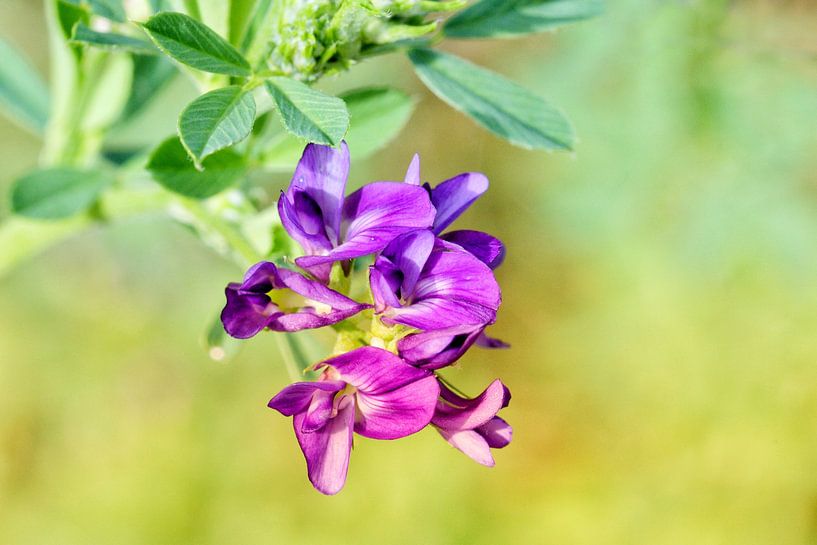 Purple pink flower by Hielkje Koen
