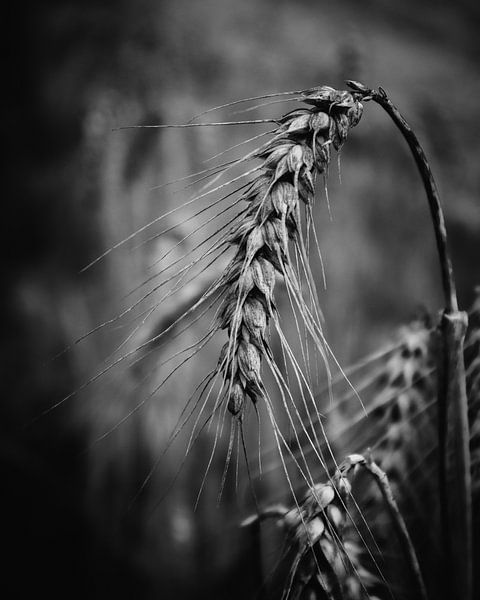 Wheat | Black and White | Photography | Wall Art Art Print by Luis Boullosa