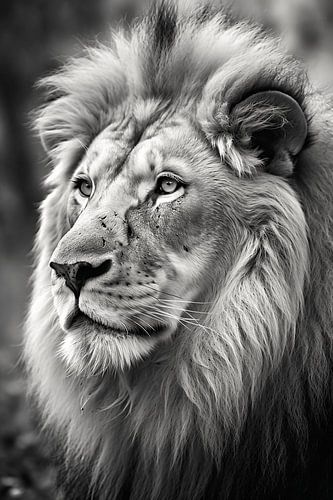 Monochrome lion