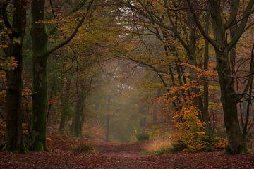 Forêt d'automne aux Pays-Bas